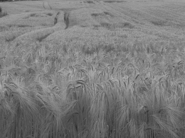 Champ de blé - Photo 2000 - Tirages photos à Saint Nazaire